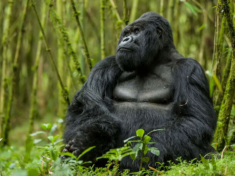 5 Day Kigali Bwindi Gorilla