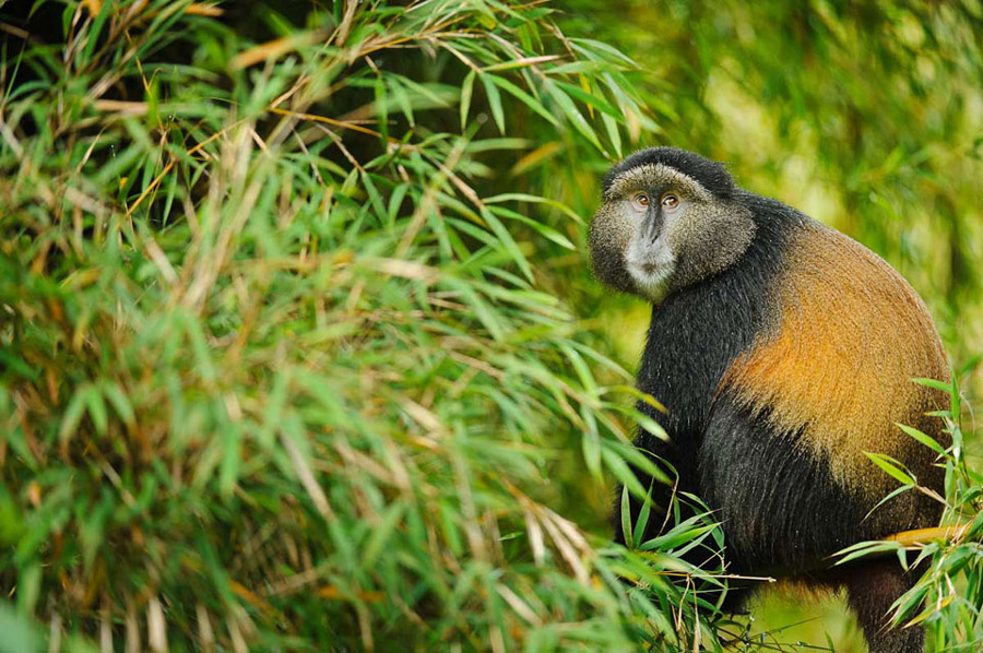 Volcanoes National Park Rwanda