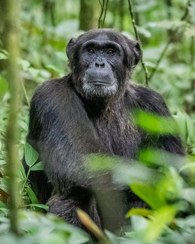 15 Days Gorilla Chimps Big 5