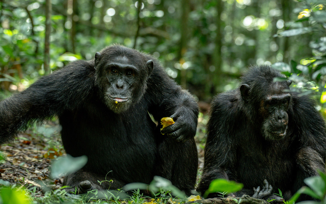 5 Days Chimps And Murchison Falls