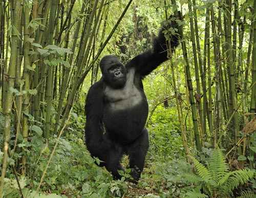 5 Days Chimpanzee & Gorilla Safari