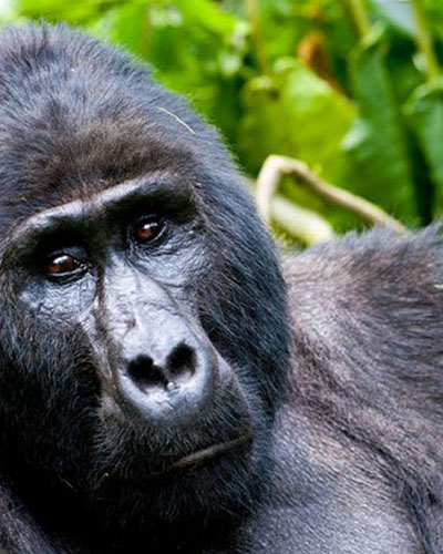 6 Days Rwanda Gorilla Safari