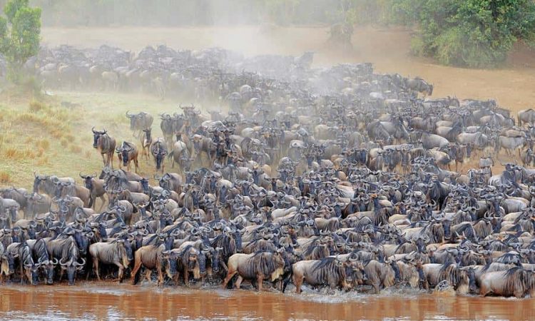 4 Days Wildebeest Migration Safari
