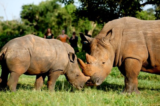 Ziwa Rhino sanctuary Uganda
