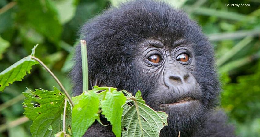 5 Day Kigali Bwindi Gorilla Safari