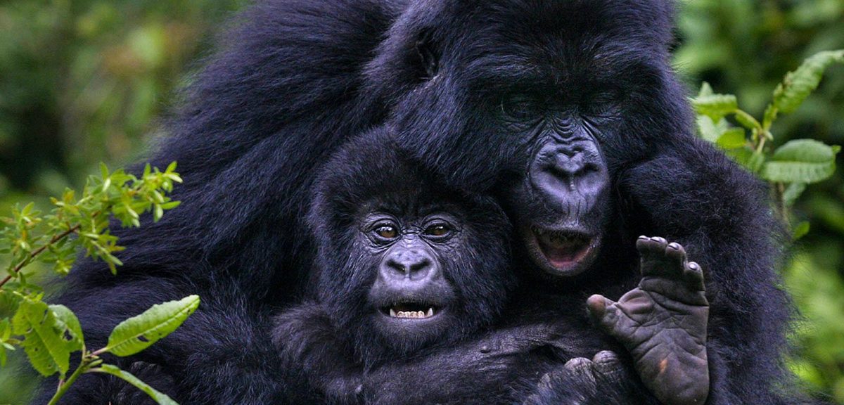 10 Days Kenya and Rwanda