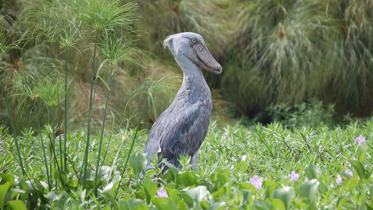 Mabamba Swamp Uganda
