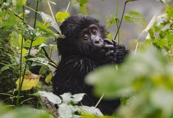 Gorilla trekking in uganda rwanda and Congo