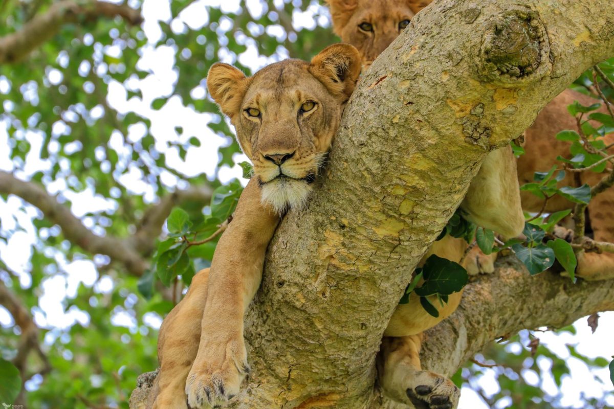 Best Tours experiences in Uganda