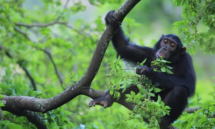 15 Days Uganda & Kenya