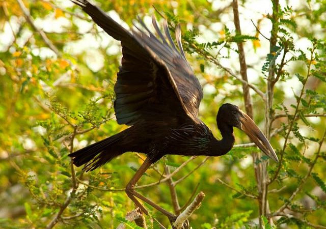 Akagera National Park