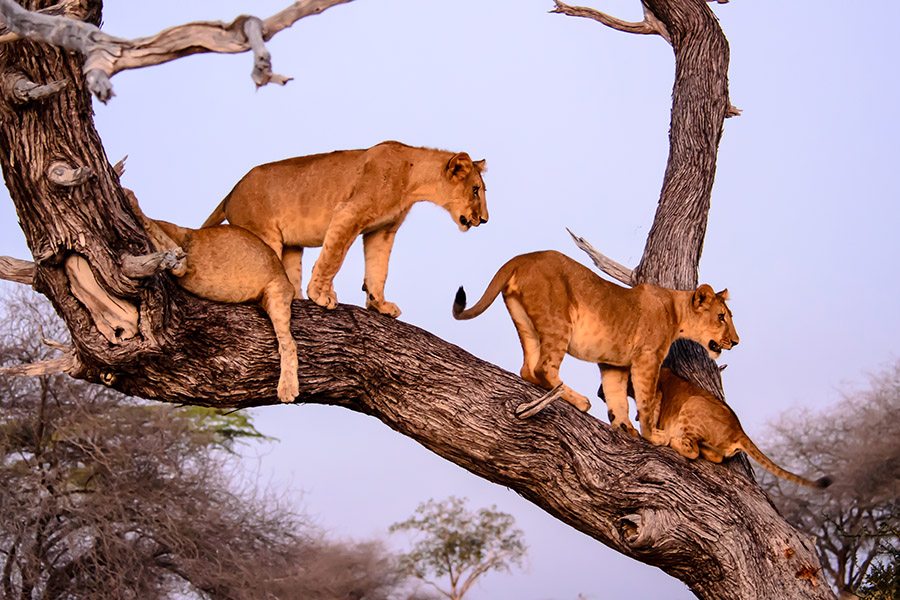  Lake Manyara National Park 