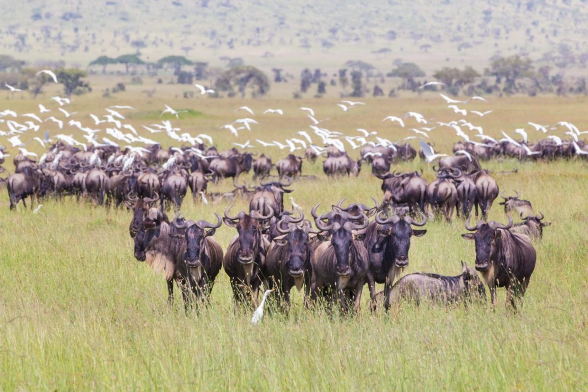 Serengeti National Park