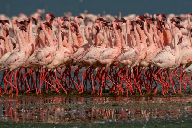  Lake Manyara National Park 