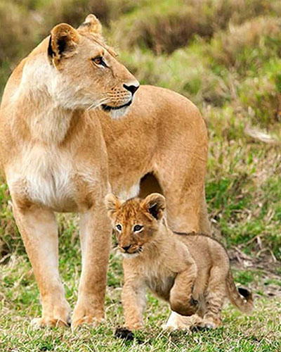Ngorongoro Crater Tanzania