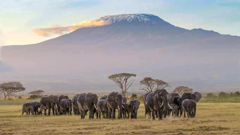 5 Days Amboseli & Tsavo Wildlife