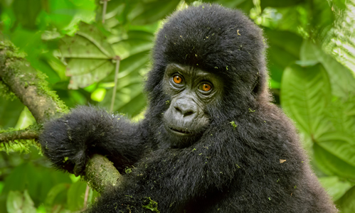 Gorilla Trekking Tours in Uganda