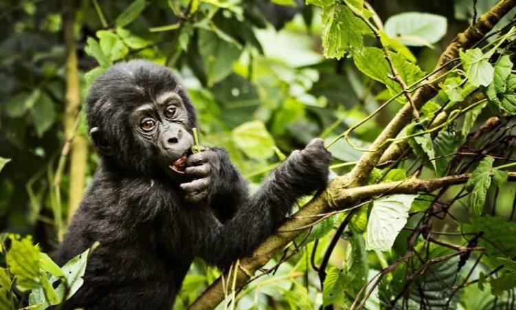 32 Days Uganda Rwanda Kenya Tanzania