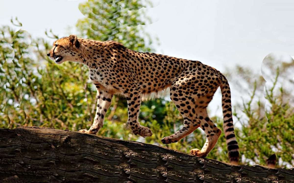 6 Days Kidepo and Murchison Falls