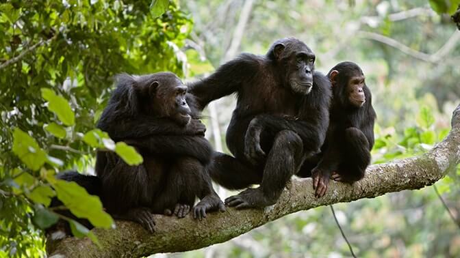 Chimpanzee Trekking Tours in Uganda