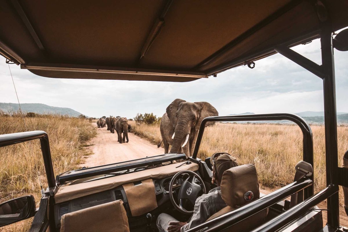 Why Visit Africa For Safaris