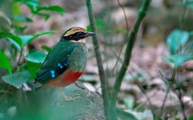 Uganda Birding Watching Safaris