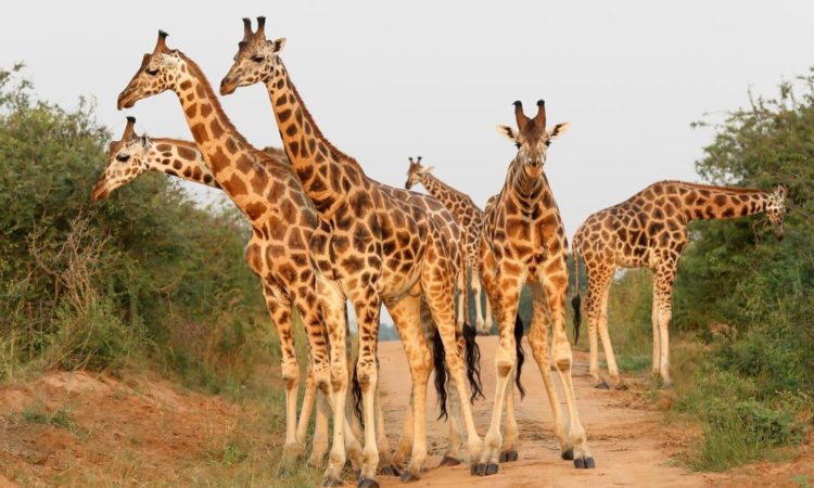 6 Days Kidepo and Murchison Falls