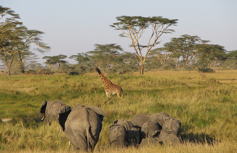 Africa Adventure Safari Tour
