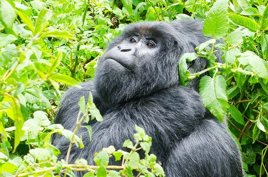 4 Days Uganda Gorilla Trekking