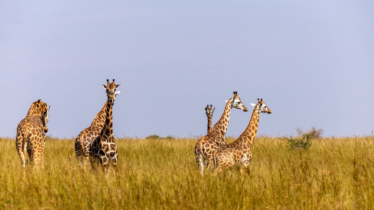 Uganda safaris tour holidays