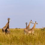 Uganda safaris tour holidays