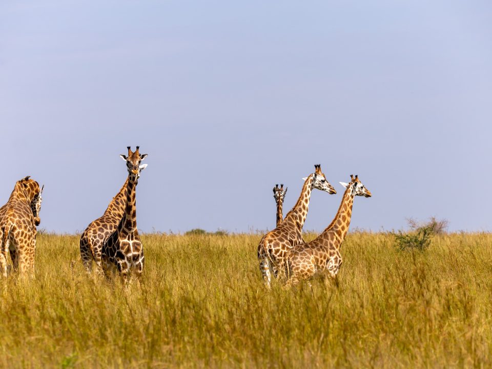 Uganda safaris tour holidays