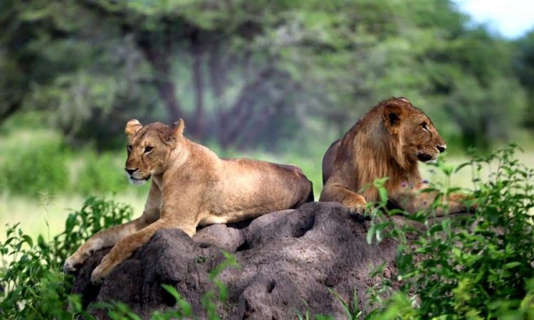 Serengeti National Park