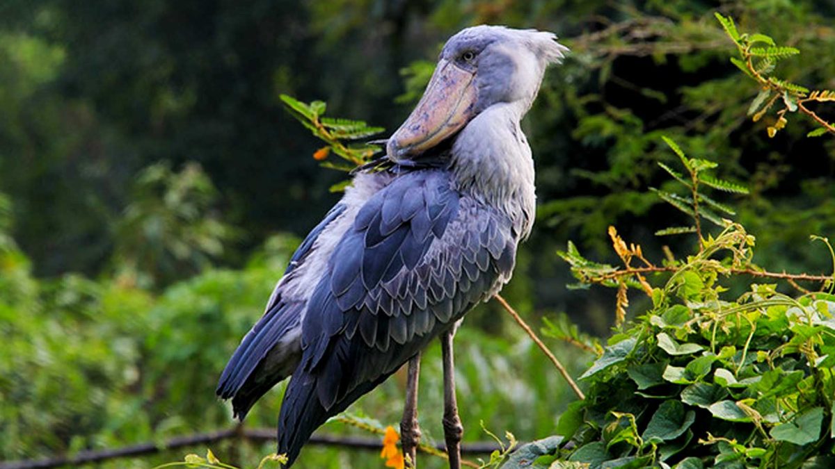 11 Days Bird Watching And Gorilla