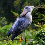 11 Days Bird Watching And Gorilla