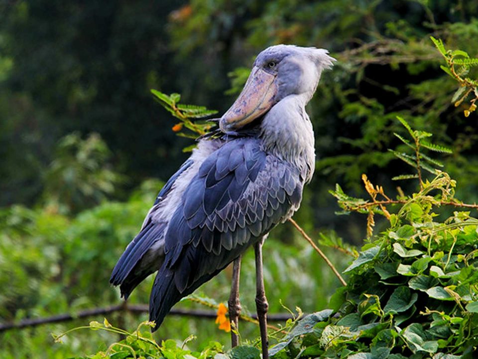 11 Days Bird Watching And Gorilla