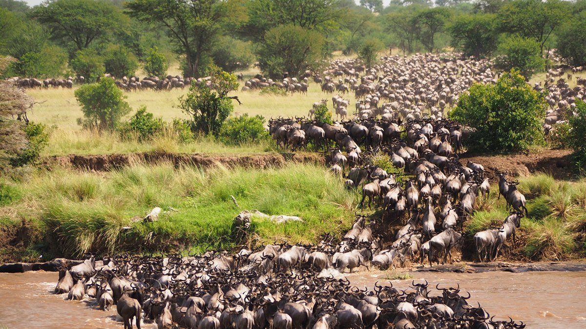 Great Wildlife Migration in Kenya