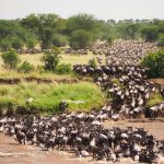 Great Wildlife Migration in Kenya