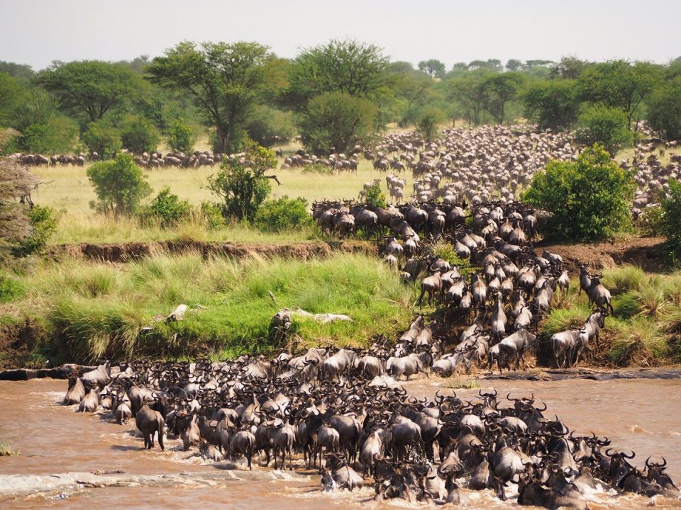 Great Wildlife Migration in Kenya