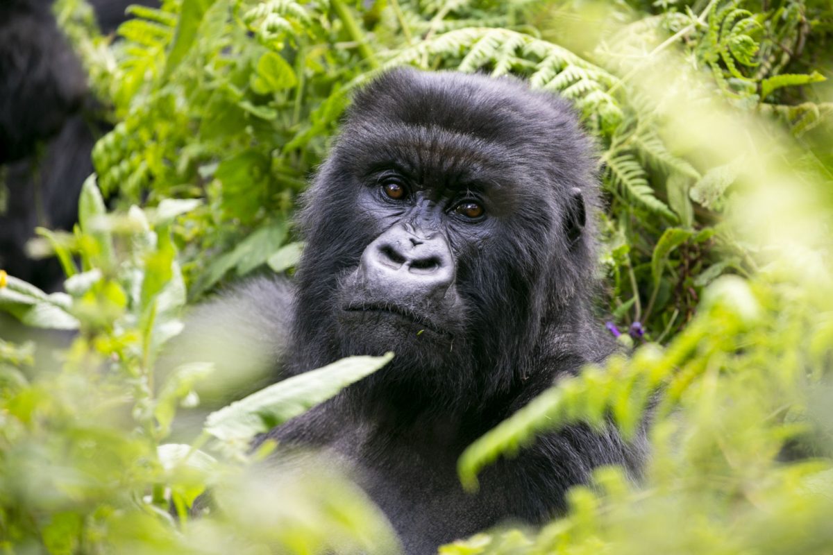 7 Best things to do in Rwanda
