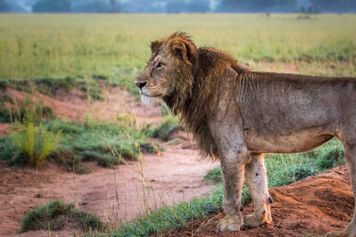 2 Days Murchison Falls Safari