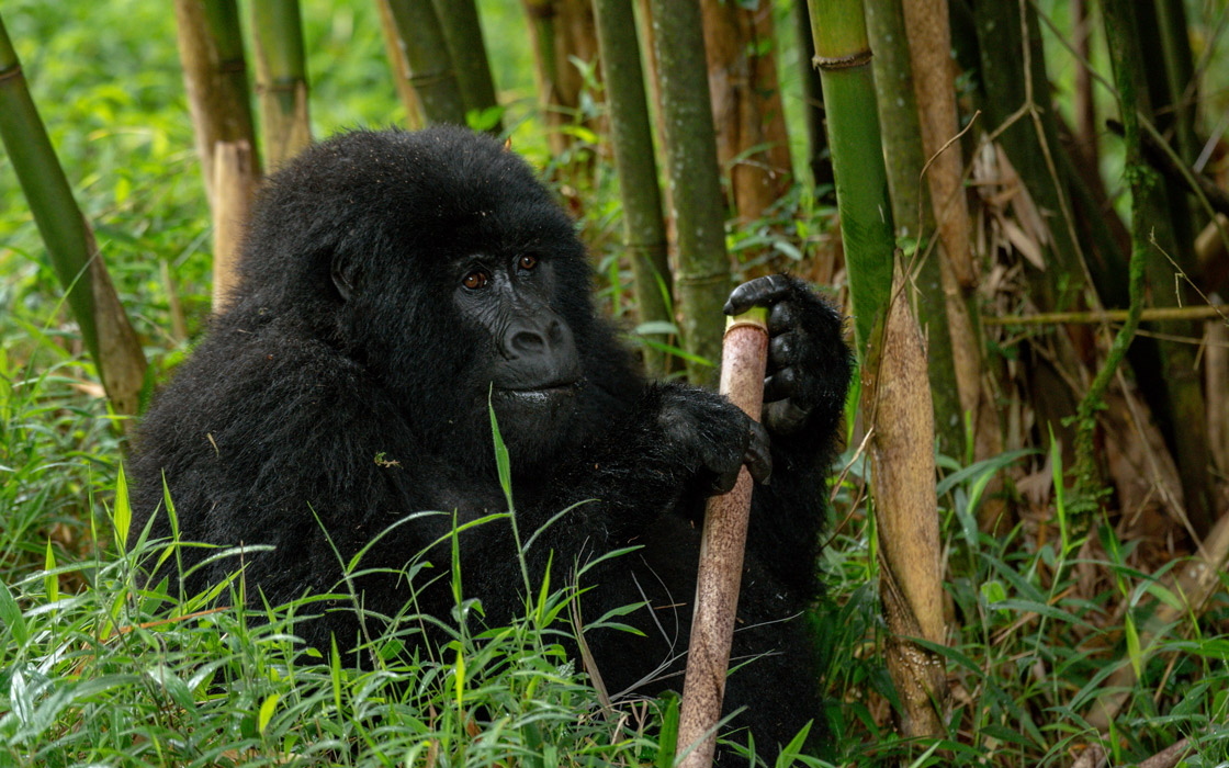 Rwanda Safaris Tour Holidays