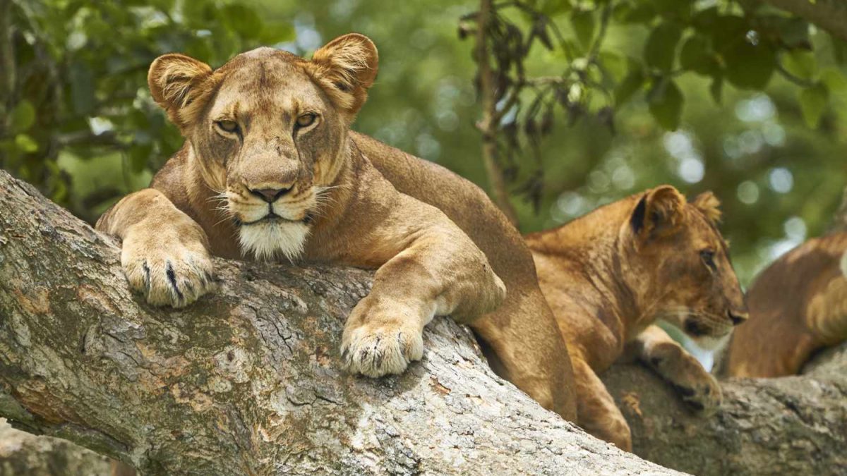 Combined East Africa Safaris