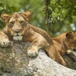 Combined East Africa Safaris