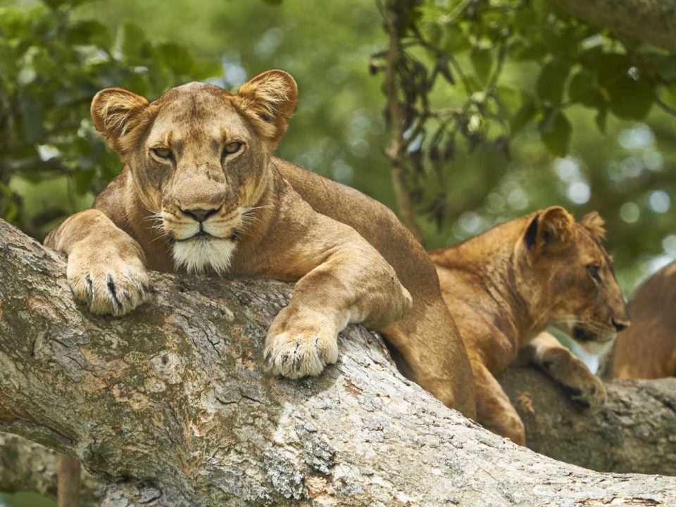 Combined East Africa Safaris