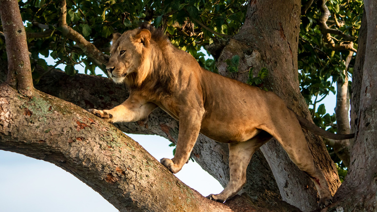 14 Days Uganda Wildlife Safari