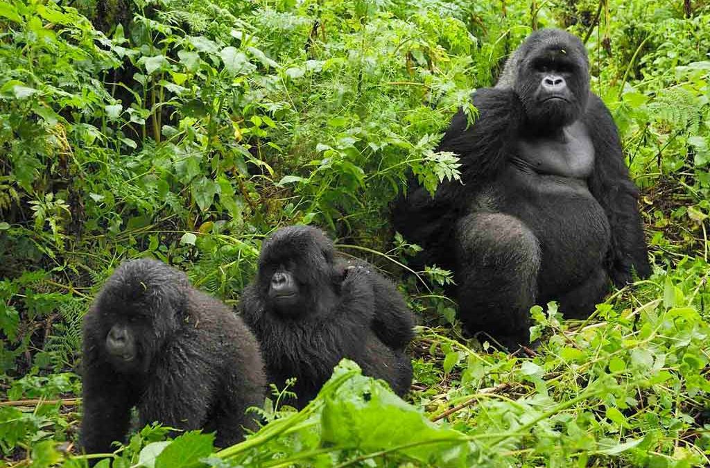 7 Best things to do in Rwanda