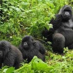 7 Best things to do in Rwanda
