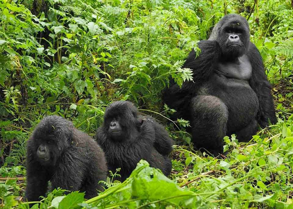 7 Best things to do in Rwanda