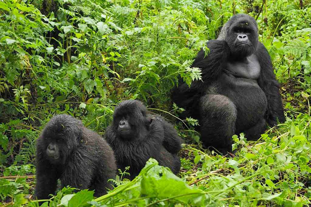 7 Best things to do in Rwanda